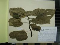 Herbarium sample